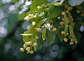 Tilia platyphyllos