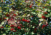 Viburnum trilobum