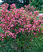 Weigelia Florida