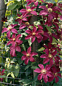 Clematis hybr. 'Nicole'