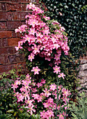 Clematis hybrid