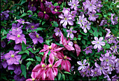 Clematis 'General Sikorski'