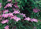 Clematis 'Comtesse de Bouchaud'(Clematis), flowering July-August, cutting group 3