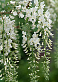 Wisteria sinensis 'Alba'