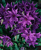 Clematis hybrids