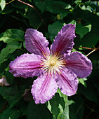 Clematis hybrid