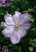 Clematis hybrid