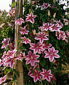 Clematis-Hybr. 'Carnaby'