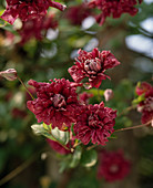 Clematis-viticella Hybride