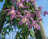 Clematis macropetala