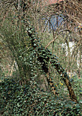 Hedera helix