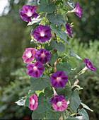 Ipomoea-Hybriden