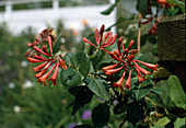 Lonicera brownii