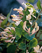 Lonicera caprifolium