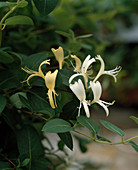 Lonicera periclymenum 'Graham Thomas'