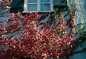 Parthenocissus tricuspidata