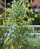 Tropaeolum peregrinum