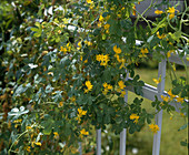 Tropaeolum peregrinum