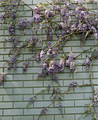 Wisteria sinensis