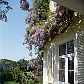 Wisteria sinensis (blue rain)