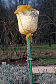 Rose with potato bag and polystyrene flakes