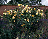 Shrub rose