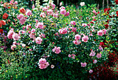 Shrub rose