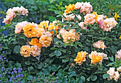 Rosa 'Tequila' - bedding rose