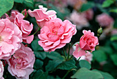 Rosa 'Frau Astrid Späth' (repeat flowering floribunda rose)