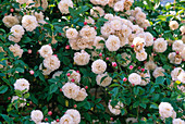 Rosa 'Felicite Perpetue' / Ramblerrose, einmalblühend
