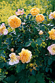 Rosa 'Happy Child' (English scented rose), repeat flowering