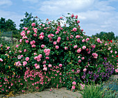 Shrub rose