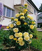 Shrub rose