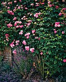 Climbing rose