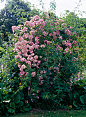 Climbing rose