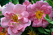 Rosa Gallica 'Park Wilhelmshöhe'