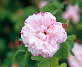 'Leda' Rosa damascena