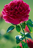 English rose 'Othello'