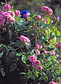 Rosa portlandica, Hist. Rose, 'Comte de Chambord'