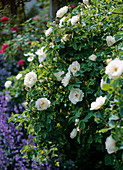 Rose alba 'Semiplena' Historische Strauchrose - einmalblühend