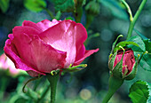 Rosa 'Baron J. B. Gonella' Historische Rose-Bourbonica-duftend-etwas nachblühend