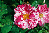 Rosa Gallica 'Versicolor', historische Rose, einmalblühend mit gutem Duft