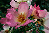 Rosa 'Frühlingsmorgen', frühblühende Strauchrose mit leichtem Duft