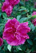 Rosa rugosa 'Hansa' (park rose, shrub rose)