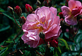 Historische Rose (Rosa moschata) 'Cornelia'), Strauchrose, öfter blühend, duftend