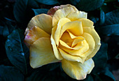 Rosa 'Gold Medal' (noble rose, tea hybrid), repeat-flowering with good fragrance
