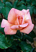 Rosa 'Zambra'