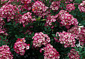 Rosa 'Mozart' shrub rose, repeat flowering, robust