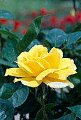 Rosa 'Gold Glow' tea hybrid, repeat flowering, good fragrance