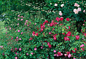 Rosa 'Sevillana'-Syn. 'La Sevillana' Floribunda, shrub rose, repeat flowering, hardly fragrant